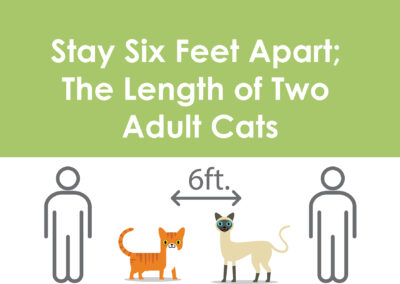 6 ft apart, length of two cats